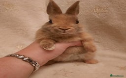 Netherland Dwarf rabbits for sale: Seven Litters Of Netherland Dwarf Babies - Image 12