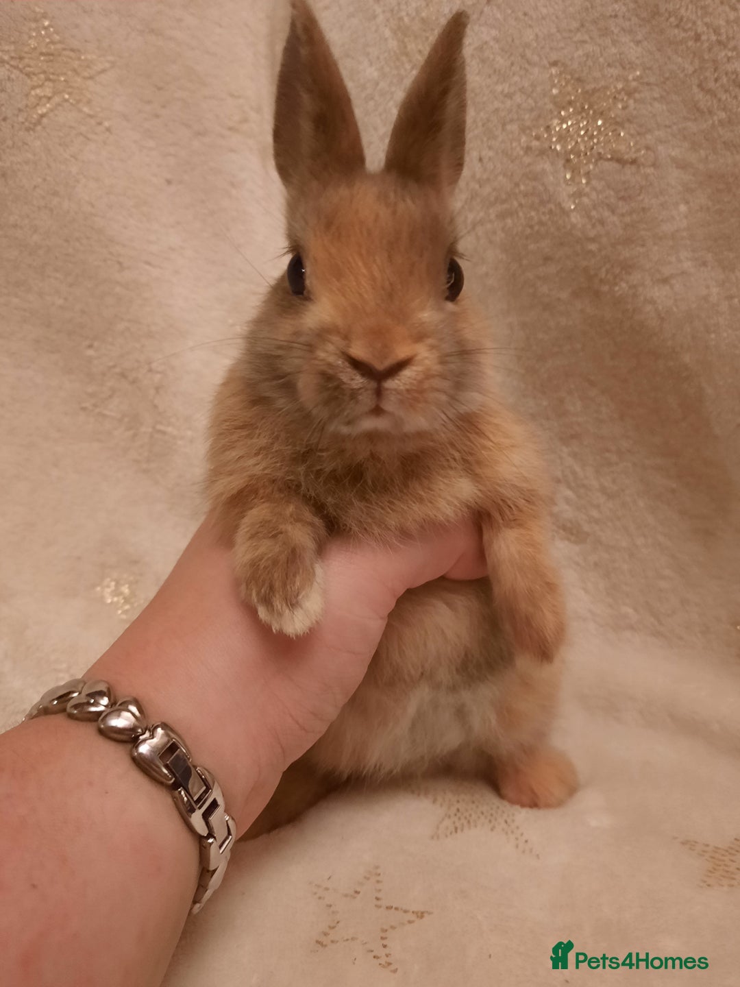 Netherland Dwarf rabbits for sale: Seven Litters Of Netherland Dwarf Babies - Image 12