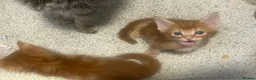 Maine Coon cats for sale: Maine Coon kittens  - Advert 6