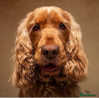 Cocker Spaniel dogs Outstanding Show Cocker Spaniel DNA Tested - Advert 12