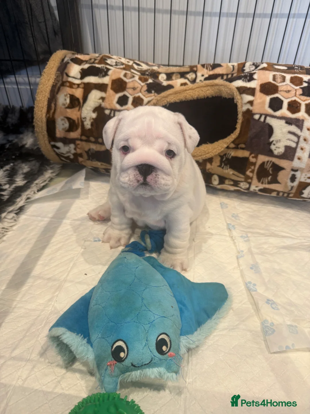 English Bulldog dogs for sale: CH X CH bred Puppies  - Advert 1