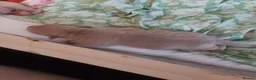 American Bully dogs for sale: Pocket bully puppies - Advert 23