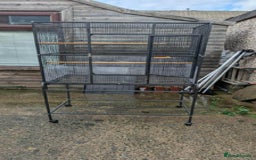 Ringnecks birds for sale: Ringnecks x2 Female's + Large cage - Image 5