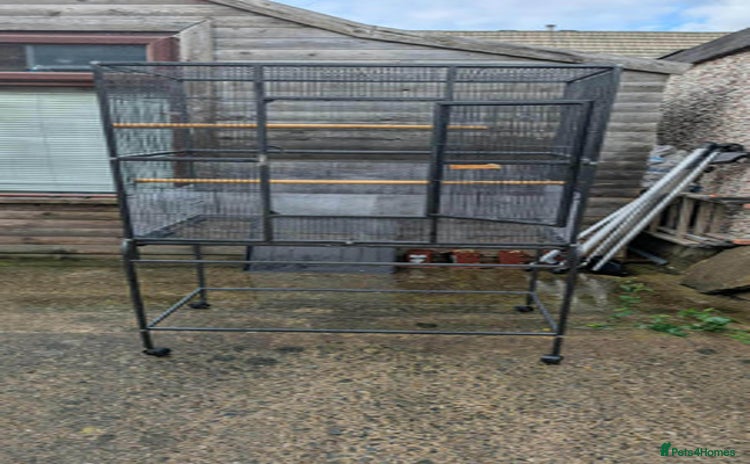 Ringnecks birds - Advert 5
