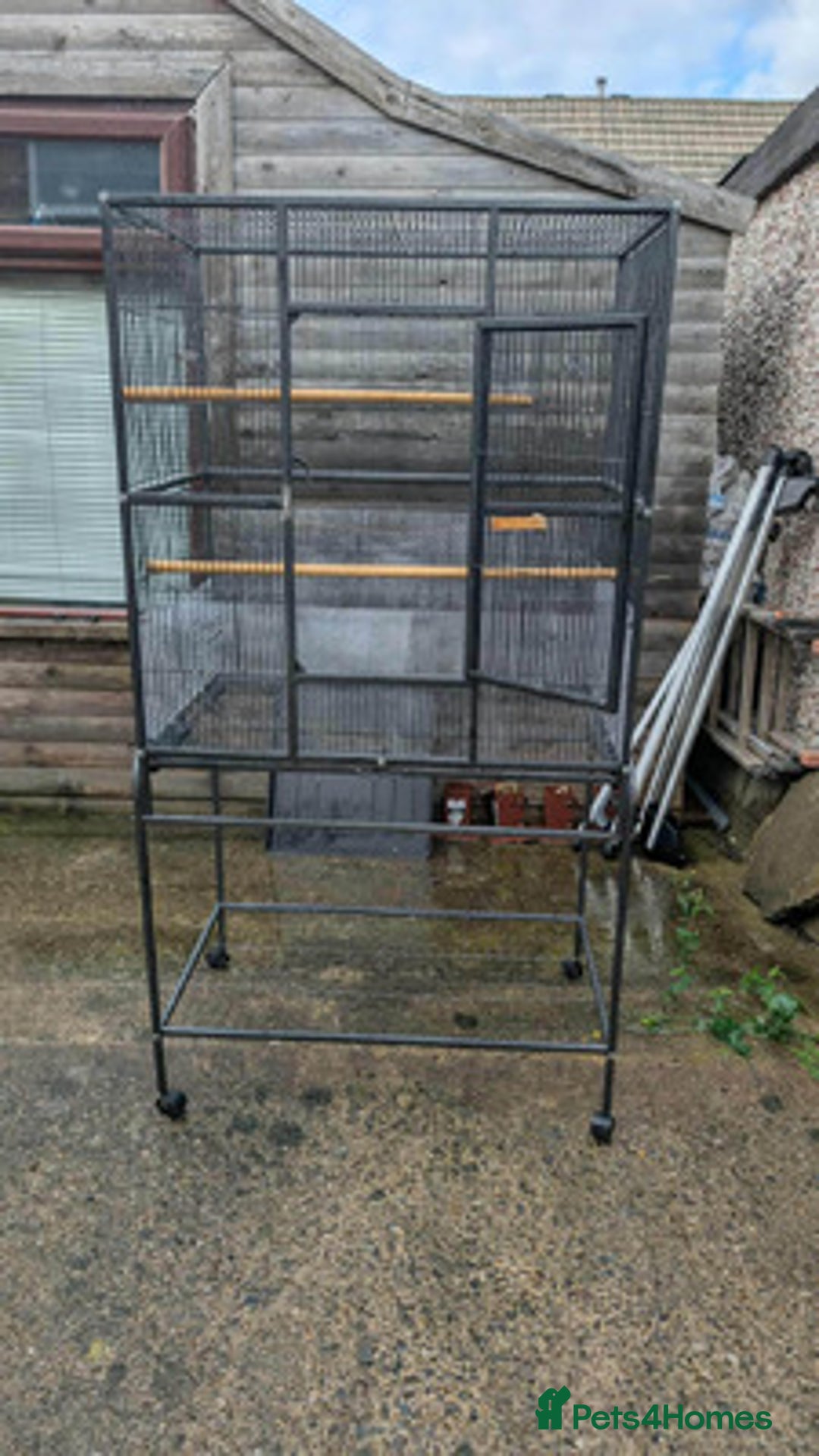 Ringnecks birds for sale: Ringnecks x2 Female's + Large cage - Image 5