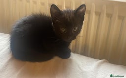 Mixed Breed cats for sale: 5 playful short haired black kittens - Image 6