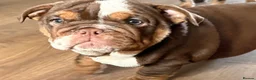 English Bulldog dogs for sale: beautiful english bulldogs for sale  - Advert 7