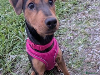 Patterjack dogs Rio ( terrier mix) - Advert 1