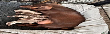 Miniature Dachshund 1