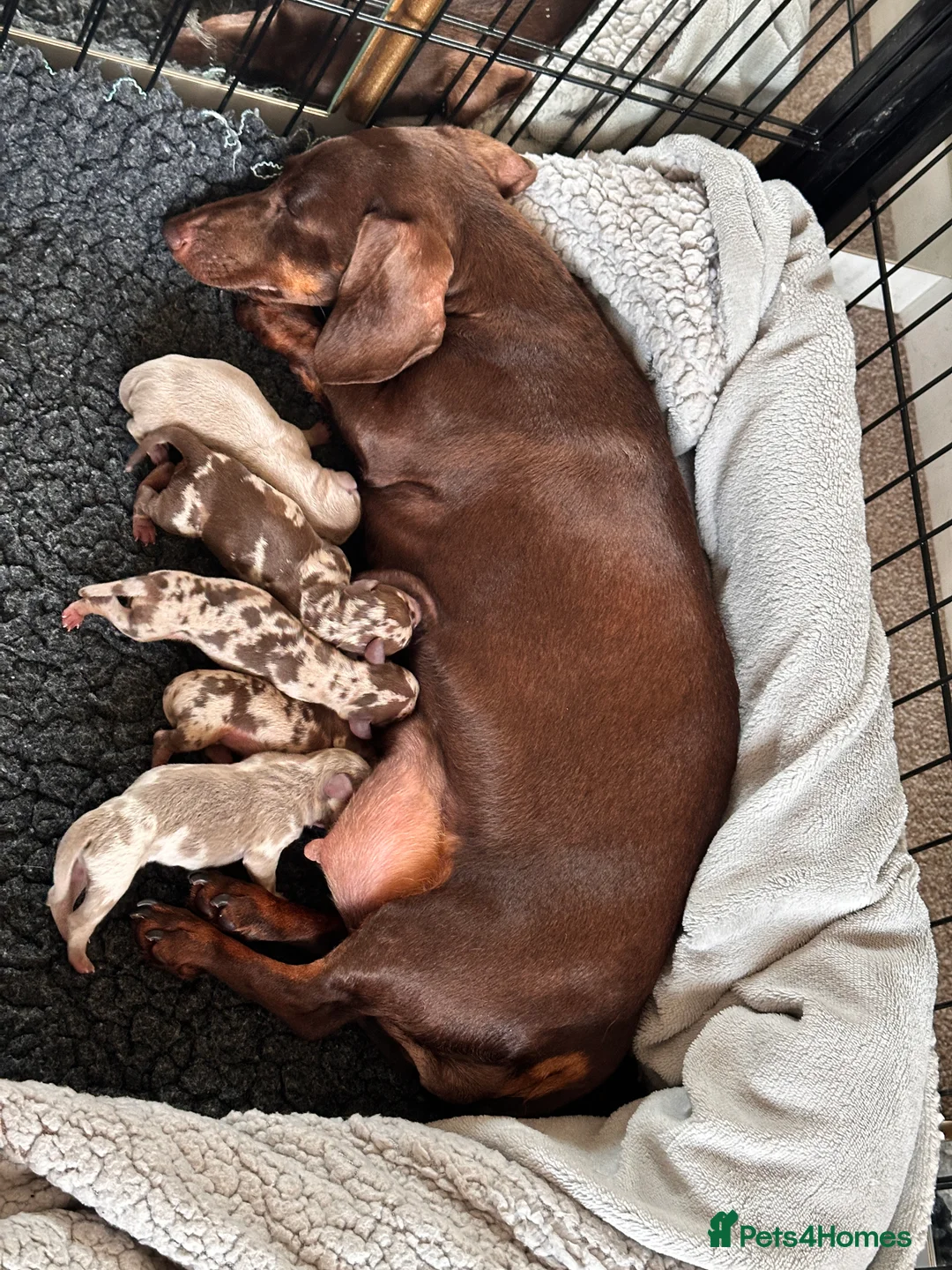 Miniature Dachshund dogs for sale: 🤍exceptional KC PRA clear🤍 - Advert 6