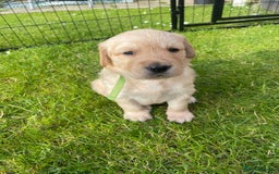 Golden Retriever dogs for sale: Golden retriever pups looking for forever homes  - Image 9