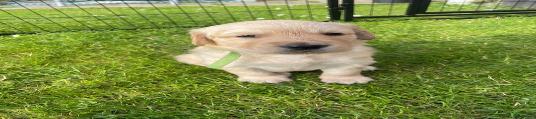 Golden Retriever Puppy 7