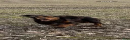 Sprocker dogs for sale: Quality health tested Sprocker puppies - Advert 6