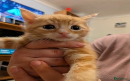 Mixed Breed cats for sale: Mixed breed maine coon  - Image 7