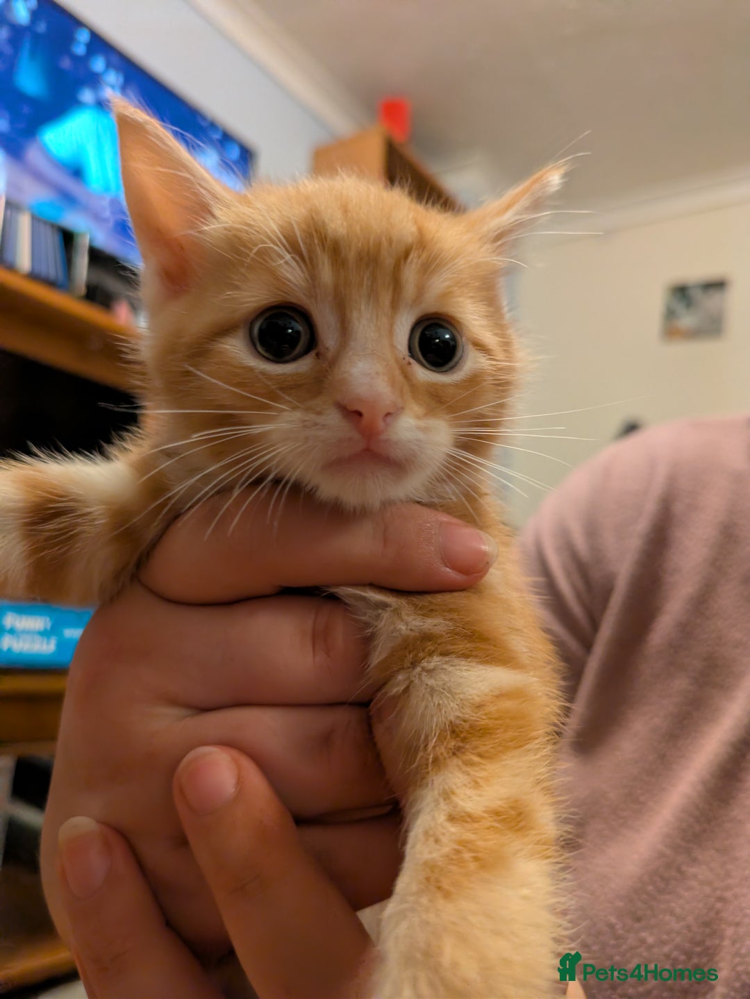 Mixed Breed cats for sale: Mixed breed maine coon  - Image 7
