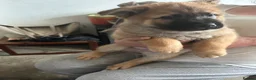 Mixed Breed dogs for sale: Female named bella - Advert 4