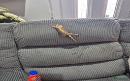 Gecko reptiles for sale: Crested gecko - Image 5