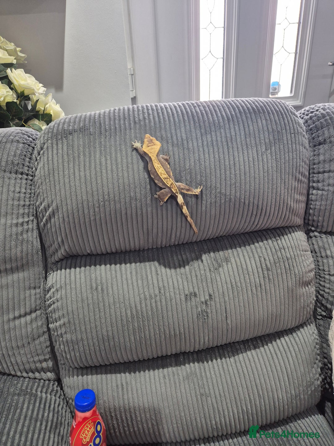 Gecko reptiles for sale: Crested gecko - Image 5
