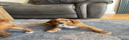 Irish Doodle dogs for sale: Irish Doodle Pups for sale  - Advert 5