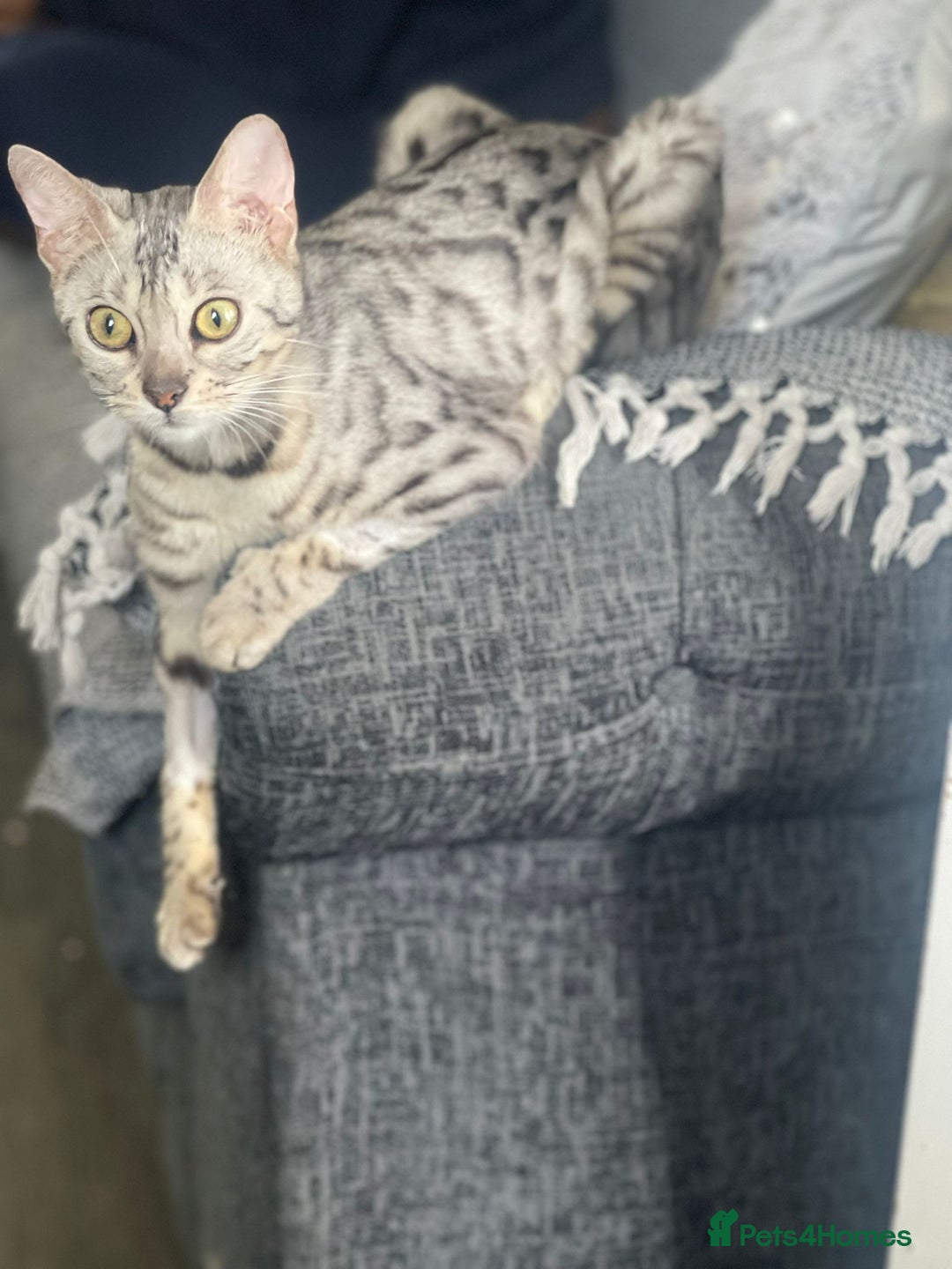 Bengal cats for sale: Stunning 2 YO Bengal Girl Looking for Forever Home - Image 7