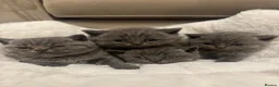 British Shorthair cats for sale: GCCF champion Blue British shorthair kittens. - Advert 4