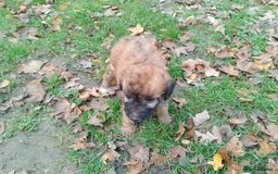 Mixed Breed dogs for sale: Adorable Whippet X Poodle puppies  - Image 5