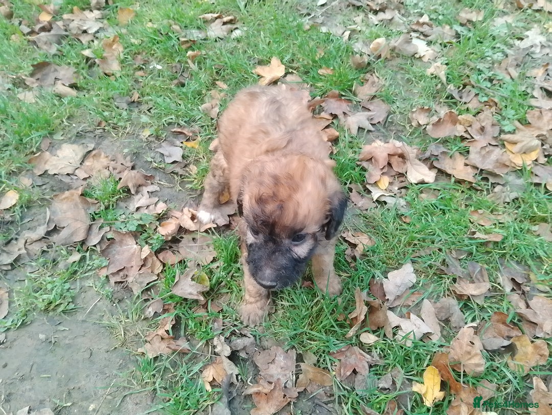 Mixed Breed dogs for sale: Adorable Whippet X Poodle puppies  - Image 5