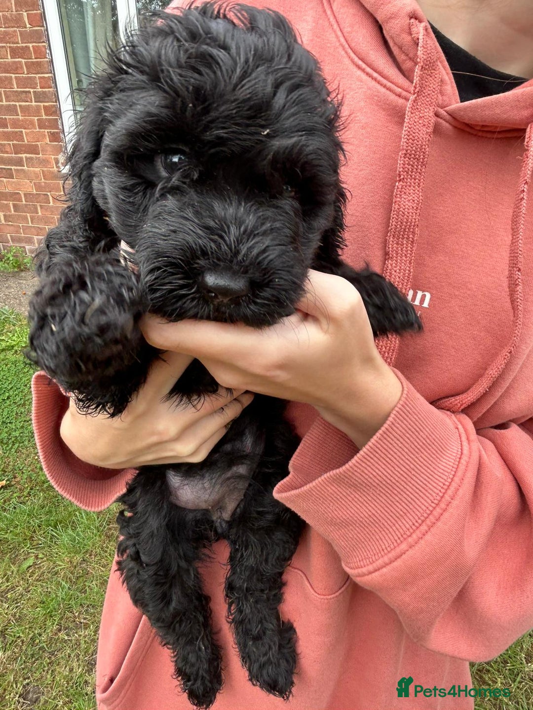 Cockapoo dogs for sale: Cockapoo pups - Image 33