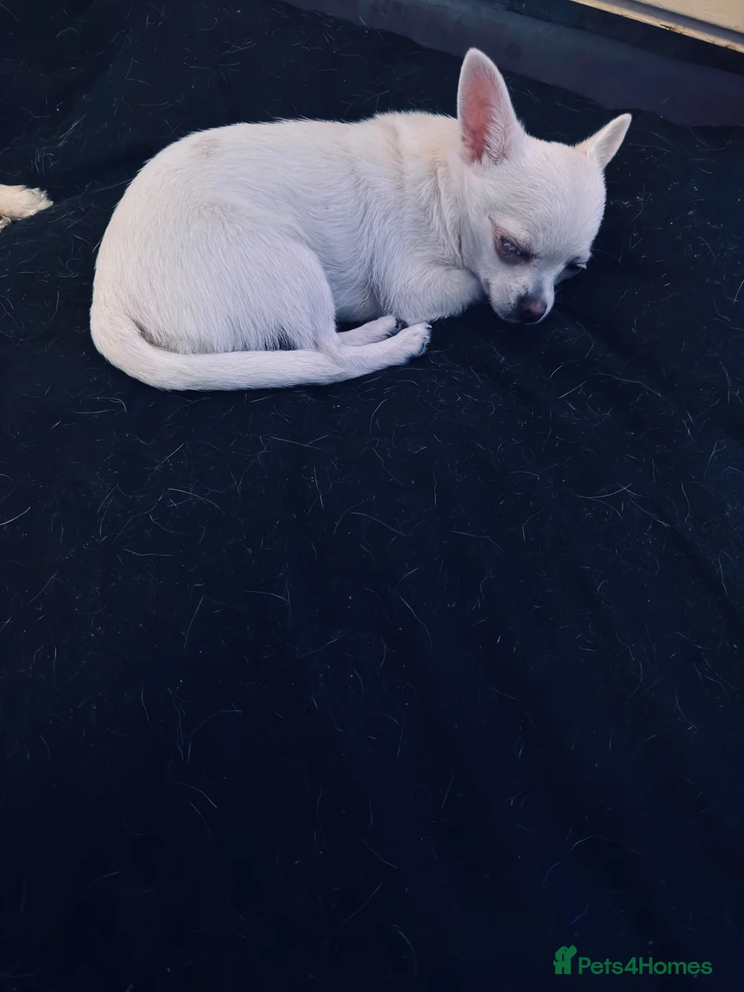 Chihuahua dogs for sale: White Apple head chihuahua - Advert 4