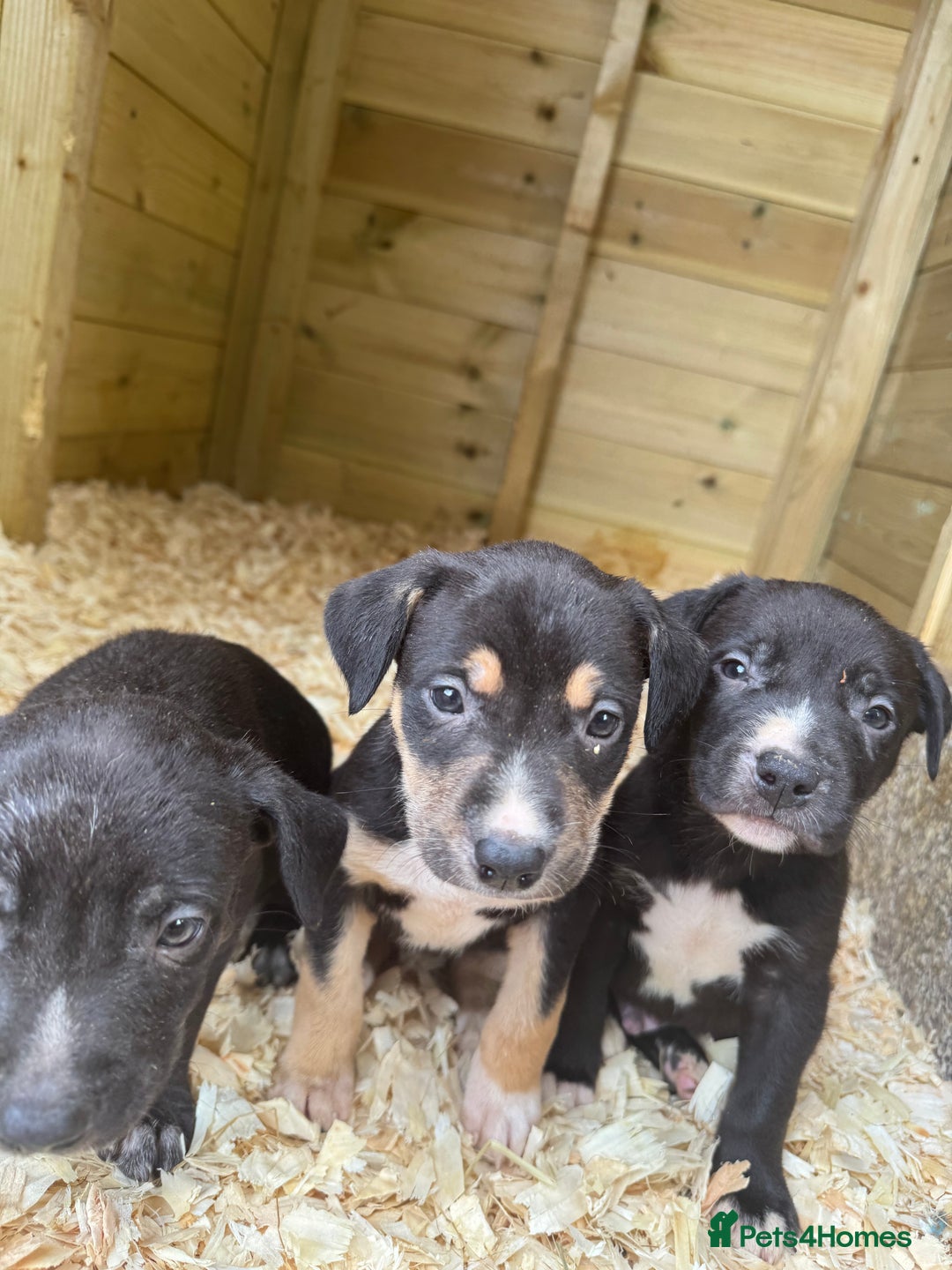 Mixed Breed dogs for sale: BorderBullies - Image 9