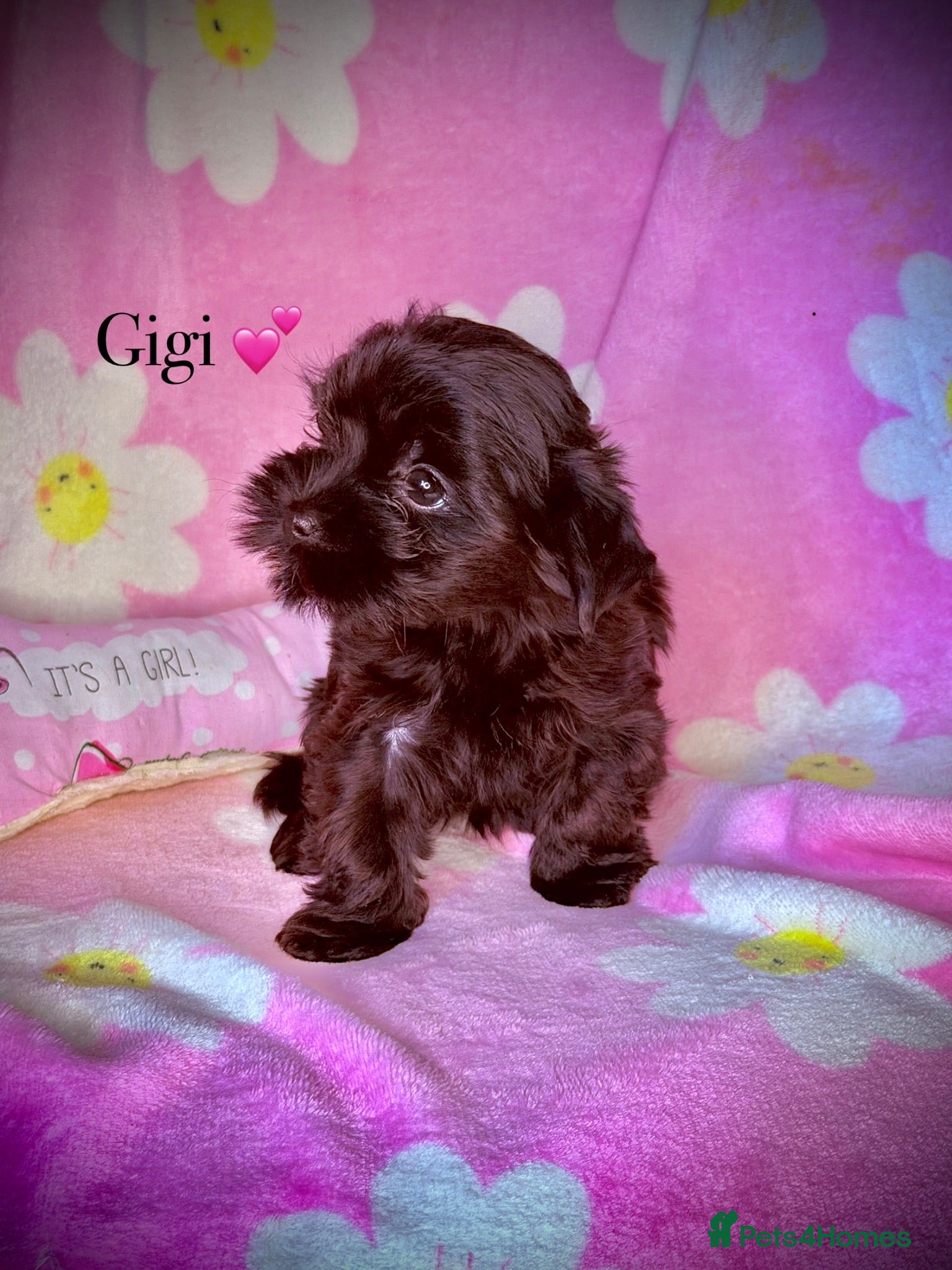 Yorkshire Terrier dogs Girls-Black Gorgeous Yorkshire Terrier-Ready 14.08 - Advert 1