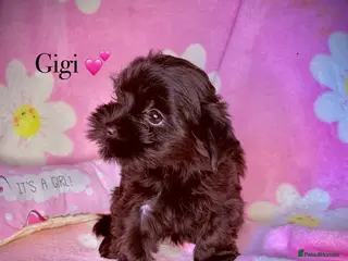 Yorkshire Terrier dogs Girls-Black Gorgeous Yorkshire Terrier-Ready 14.08 - Advert 14