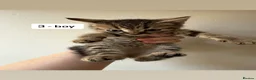 Mixed Breed cats for sale: 4 kittens  - Advert 5