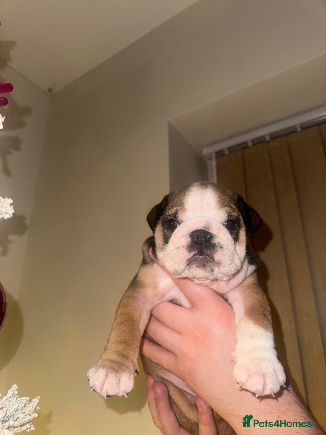 English Bulldog dogs for sale: English Bulldog Puppies🩵🩷 - Advert 6