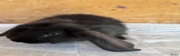 French Lop rabbits for sale: French lop babies  - Advert 7