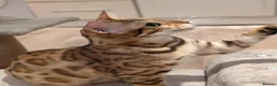 Bengal cats for sale: Beautiful Retired Female Bengal - Advert 22