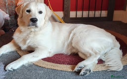 Golden Retriever dogs for sale: Stunning Golden Retriever boy - Image 10