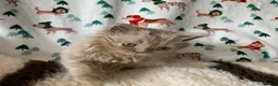 British Longhair cats for sale: GCCF kittens  - Advert 7