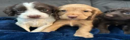 Cocker Spaniel dogs for sale: Cocker Spaniel Puppies  - Advert 21