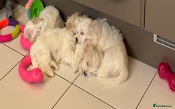 Maltese dogs for sale: 5 Generation KC registered Maltese - Image 14