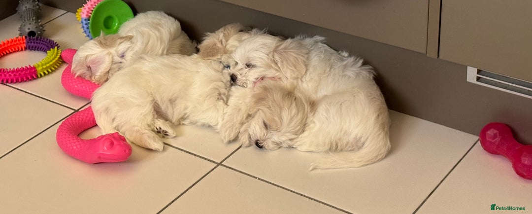 Maltese dogs for sale: 5 Generation KC registered Maltese - Image 14