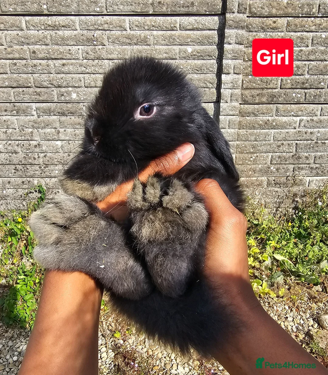 Mini Lop rabbits for sale: Pure breed Mini Lop Rabbits - Advert 5