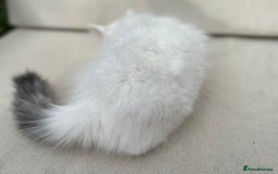 Siberian cats for sale: TICA Siberian Kittens Hypoallergenic Family Raised - Image 11