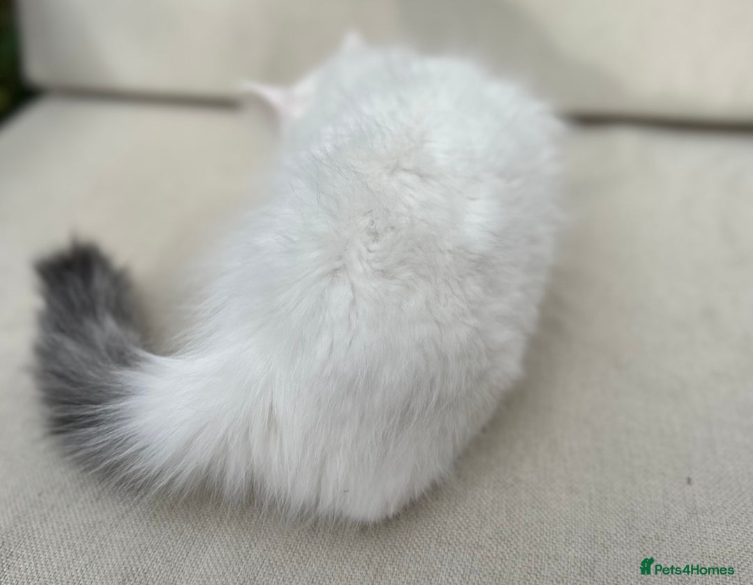 Siberian cats for sale: TICA Siberian Kittens Hypoallergenic Family Raised - Image 11