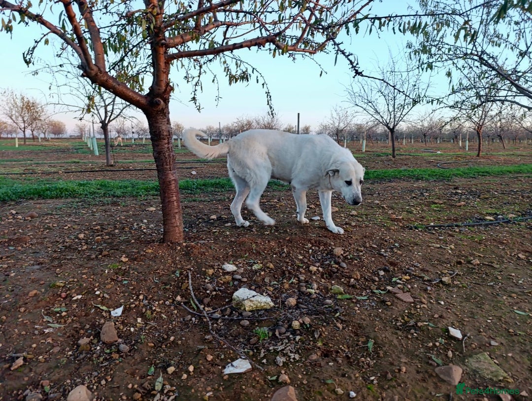 Mixed Breed dogs for adoption: ‼️🚨URGENT🚨‼️ VEGA✨🐾 - Advert 3