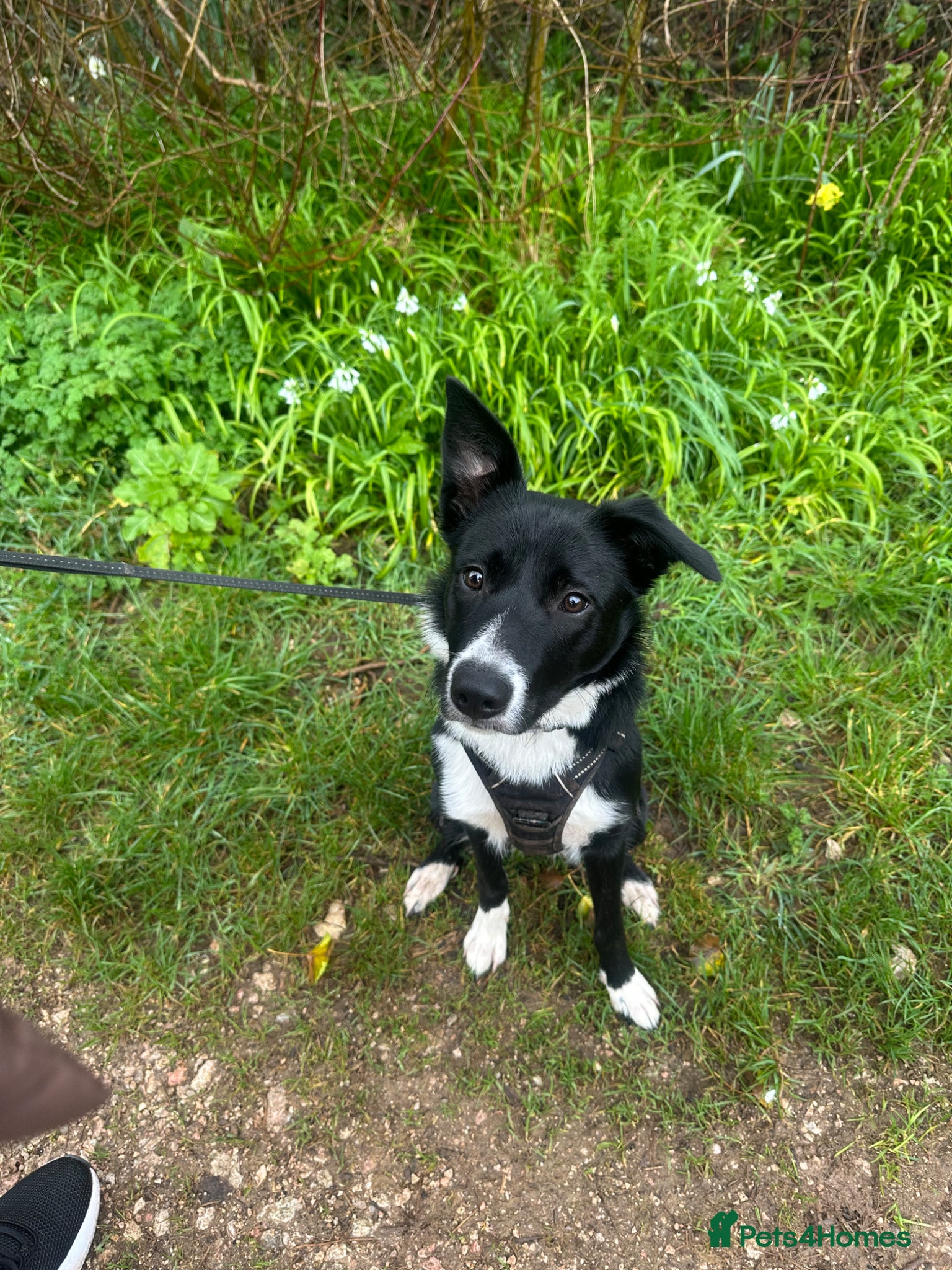 Border Collie dogs 10 month old female collie  - Advert 1