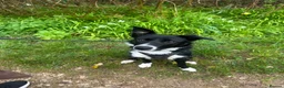 Border Collie dogs for sale: 10 month old female collie  in Brixham - Advert 1
