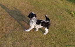 Cockapoo dogs for sale: Fb1 cockapoos puppies - Image 10