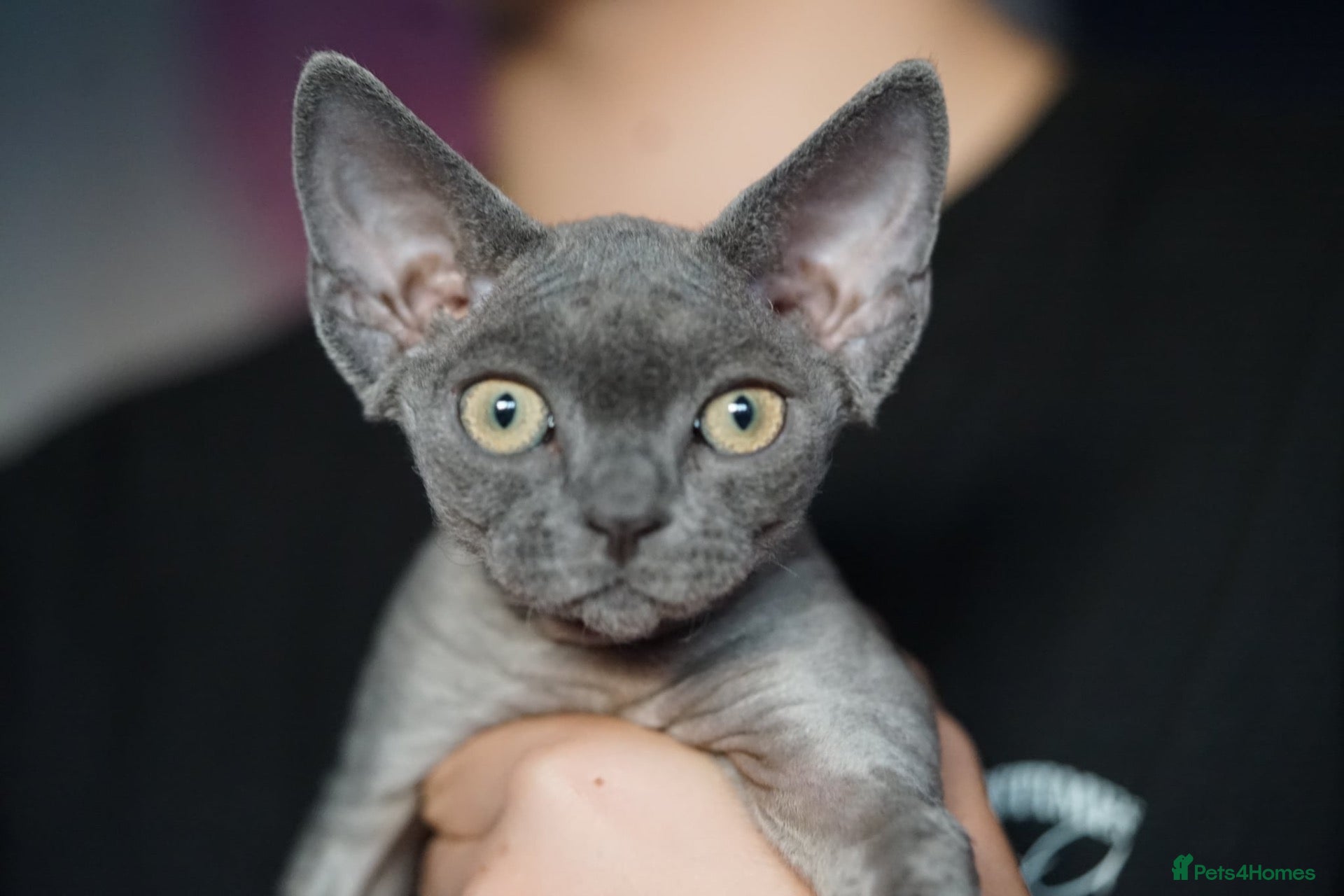 Devon Rex cats Blue Devon Rex male kitten  - Advert 14