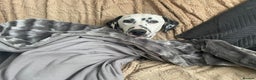 Dalmatian dogs for sale: Potential rehome - male LUA Dalmatian  - Advert 36
